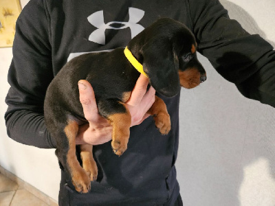 CHIOT 3 - Vainqueur