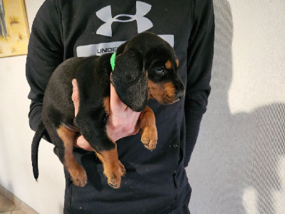 CHIOT 4 - Virgule