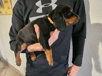 CHIOT 1   Viking