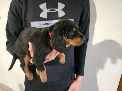 CHIOT 5 - Vanille