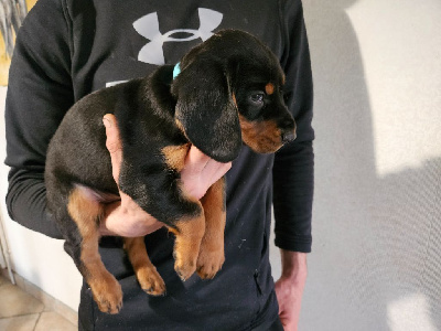 CHIOT 2- Vegas