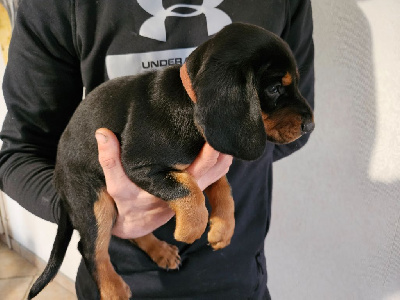 CHIOT 6 - Venus